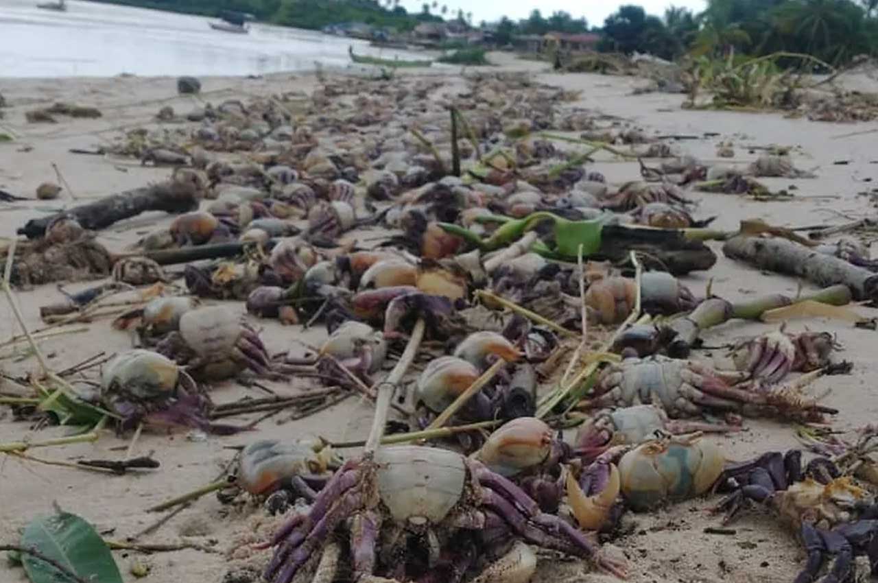 Centenas de caranguejos são achados mortos em praia de Pitimbu, na PB -- Reprodução-TV Cabo Branco