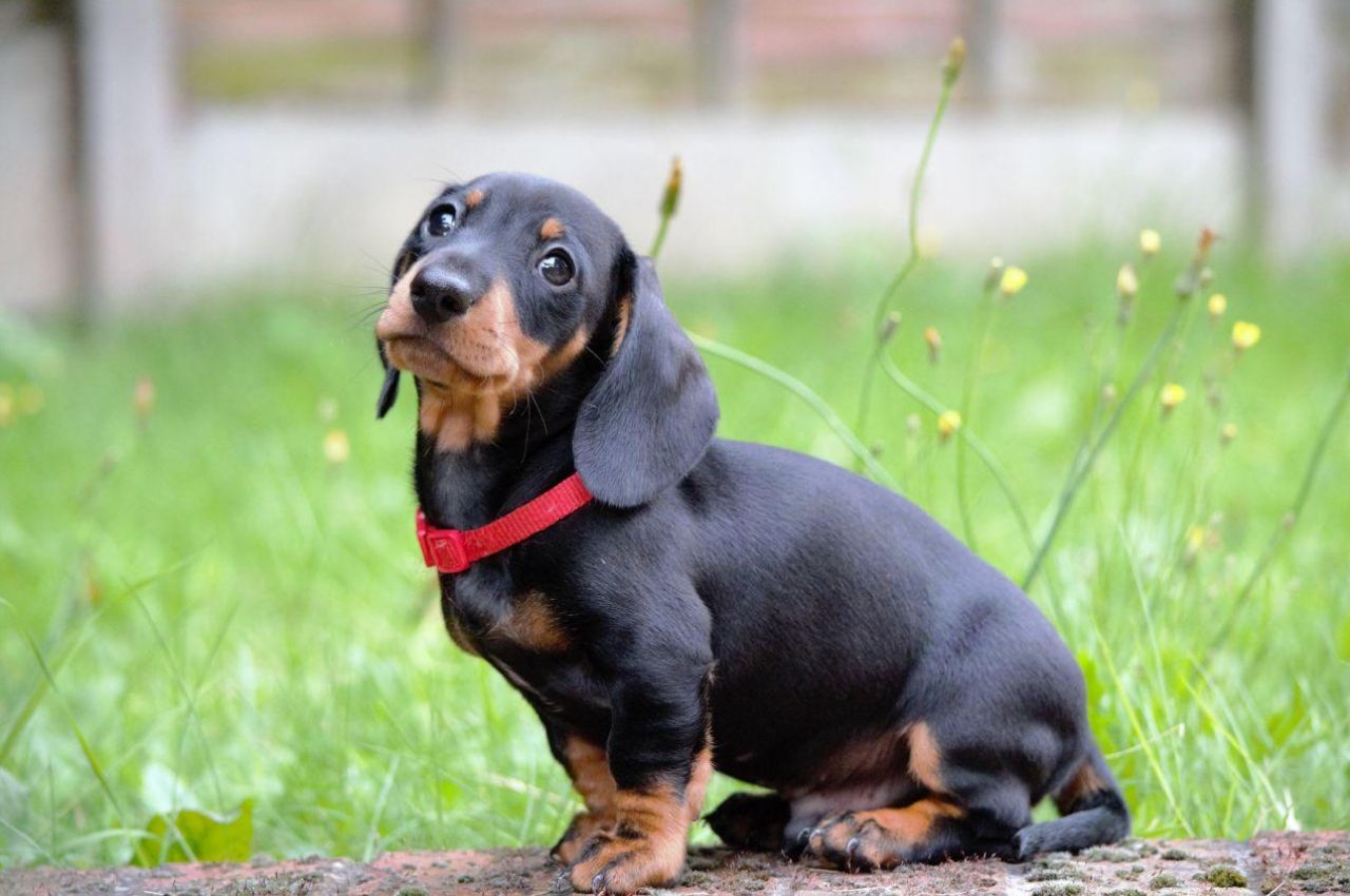 Centro de Zoonoses de João Pessoa promove feira de adoção de cães e gatos nesta terça-feira