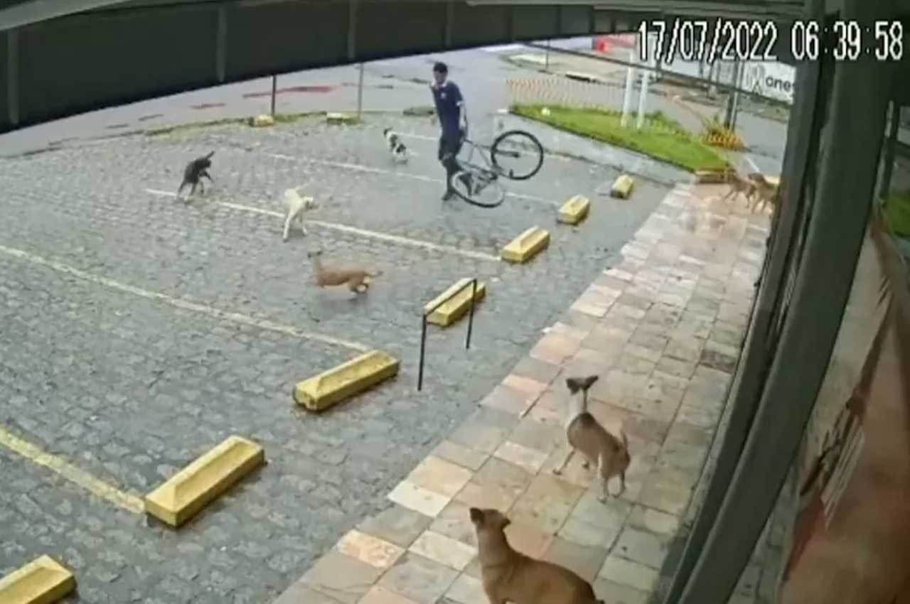 "Gangue" de Cachorros cercam funcionário e impedem entrada em mercadinho de João Pessoa; vídeo