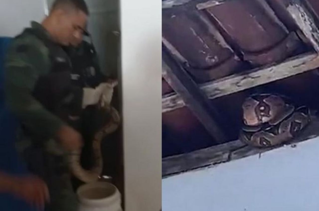 Jiboia é resgatada em banheiro de casa, em João Pessoa