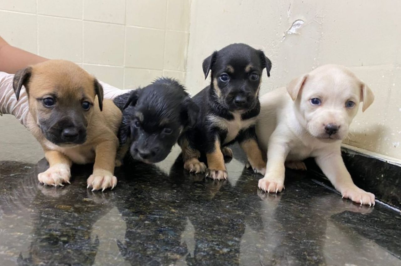 Centro de Zoonoses tem mais de 50 animais disponíveis para adoção
foto--- Kleide Teixeira