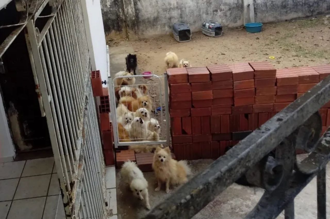 Mais de trinta cães são regatados de canil clandestino foto---Divulgação/Semam