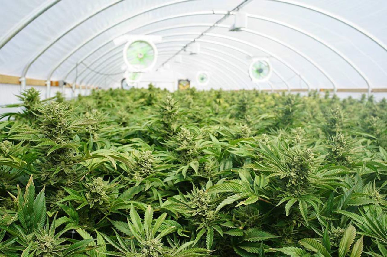 plantio de maconha foto-----Getty Images/iStockphoto