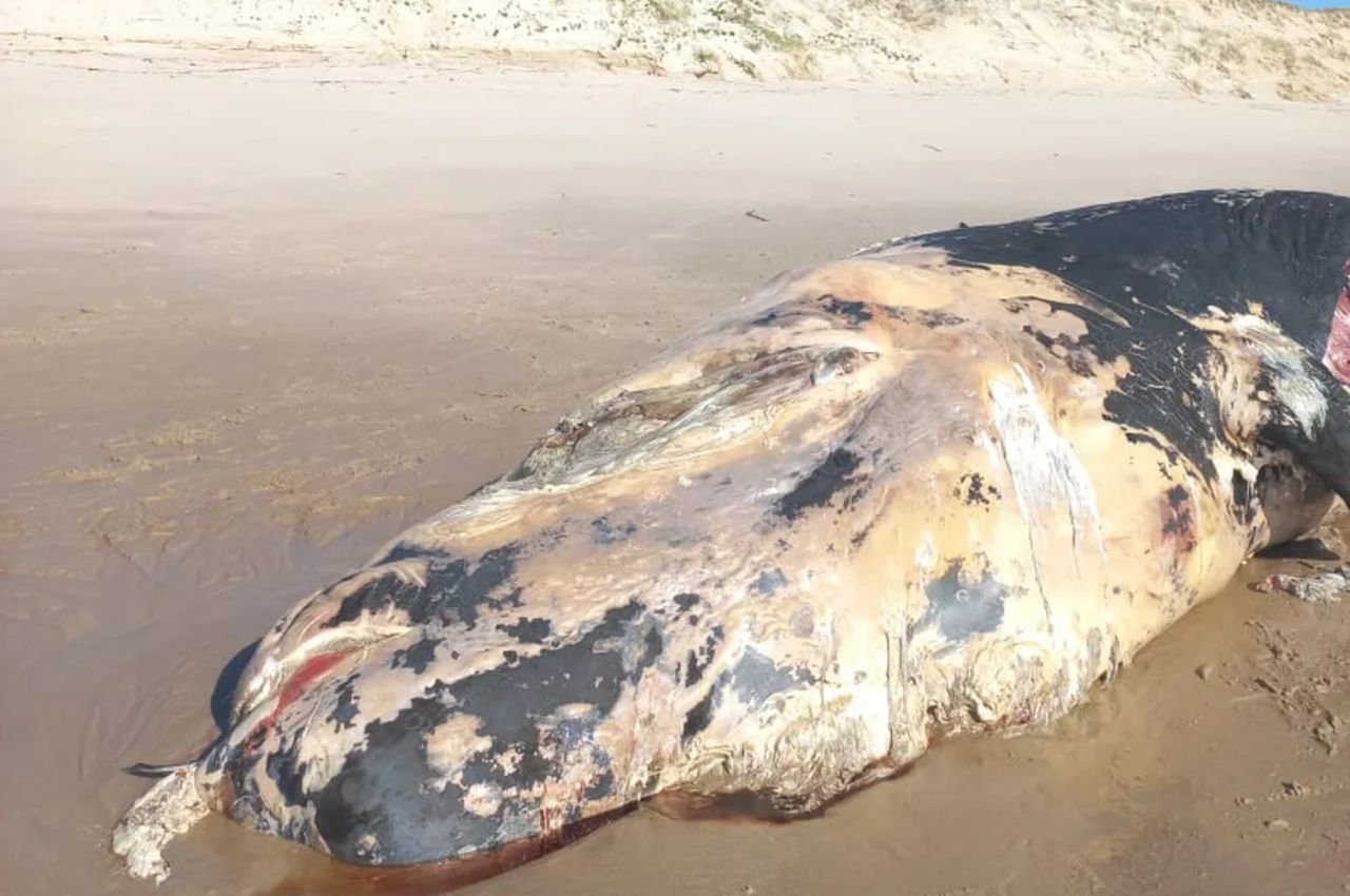 Baleia cachalote foi encontrada em Rio Tinto, no litoral norte do estado — Foto: Projeto Peixe-Boi-Marinho

