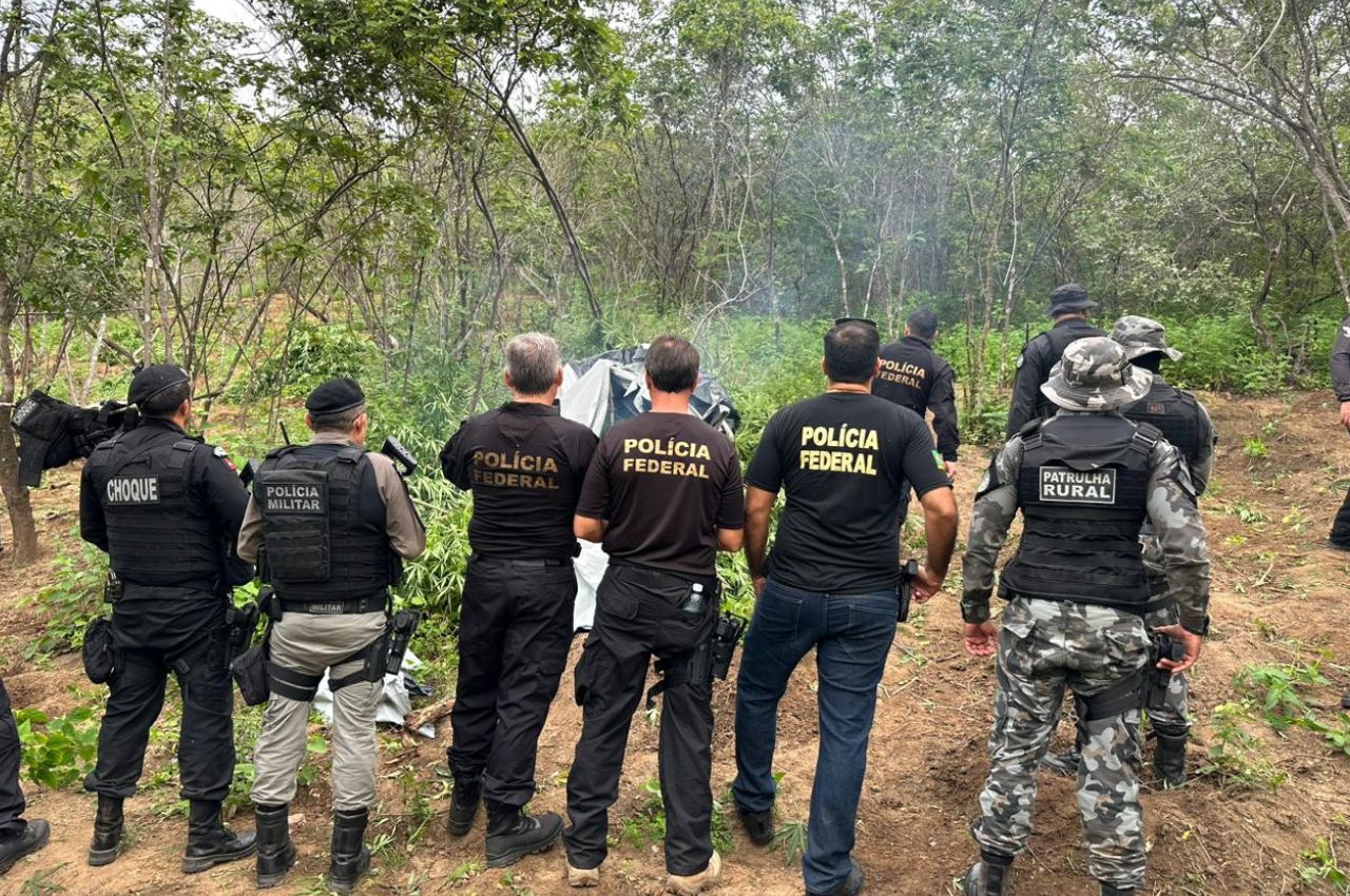 PF e PM deflagram Operação Cachoeira contra tráfico de drogas e plantio de maconha, na Paraíba