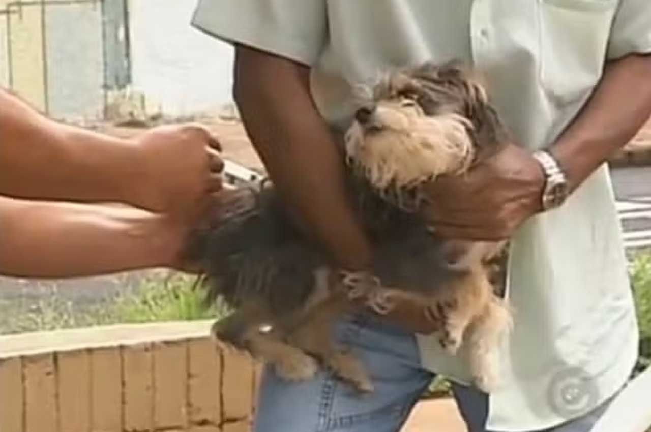 Dia D de Vacinação contra a Raiva Animal em toda a Paraíba acontece neste sábado (31)